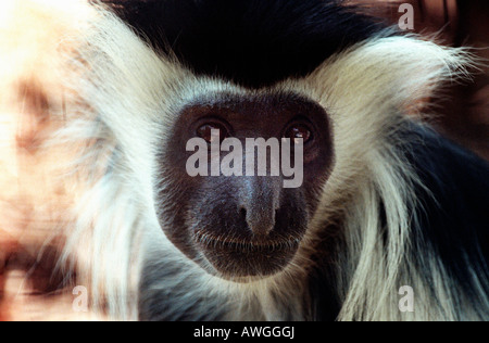 Colobe d Angola Angola Black und White Colobus Affen Mantelaffe Angola Stummelaffe Beschriftung angolanischen schwarz und weißen Colobus Mo Stockfoto