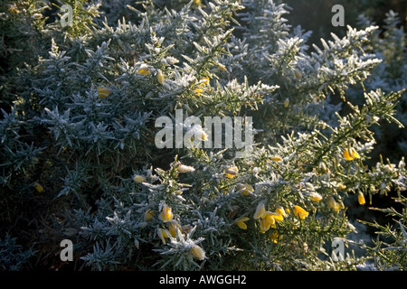 Gemeinsamen Gorse, Ulex Europaeus in Frost Kingston gemeinsame Ringwood Hampshire England Stockfoto