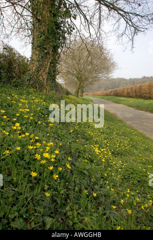 Kleinen Schöllkraut Ranunculus Ficaria am Straßenrand BankRockborne Hampshire England Stockfoto