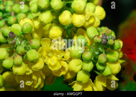 Blumen von Mahonia Aquifolium (Oregan Traube) Strauch im Vereinigten Königreich im März Stockfoto