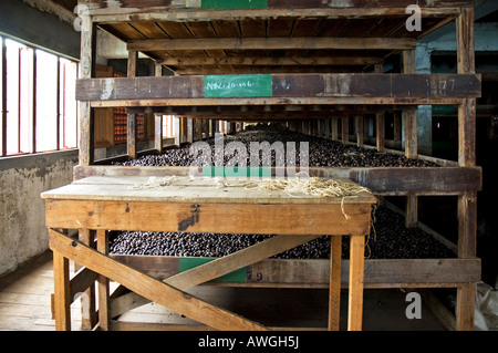 Verarbeitung von Racks Containg Muskatnüsse, Muskatnuss Fabrik, Gouyave, Grenada Stockfoto