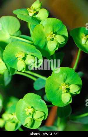 Euphorbia Amygdaloides Robbiae Sorte, genannt auch Holz Wolfsmilch, blühend im März im Vereinigten Königreich Stockfoto