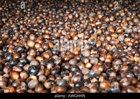 Muskatnüsse in einem Wäscheständer in der Muskatnuss-Fabrik Gouyave, Grenada Stockfoto