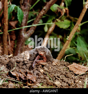 Taupe d Europa Europaeischer Maulwurfs Europäische Maulwurf Talpa Europaea aus Maulwurfshügel Tiere Europa Europa Insectivora Inse Stockfoto