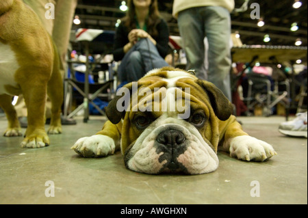 Olde English Bulldog auf der 2008 Detroit Kennel Club Dog Show in Detroit Michigan/USA. Stockfoto