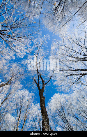 Raureif auf Vegetation gebildet Stockfoto