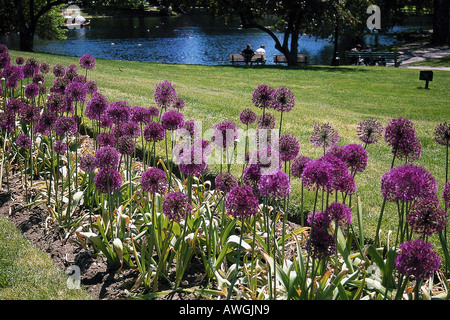 USA, Massachusetts, Boston Public Garden, Allium Blumen im Garten mit Blick auf Frosch-Teich Stockfoto