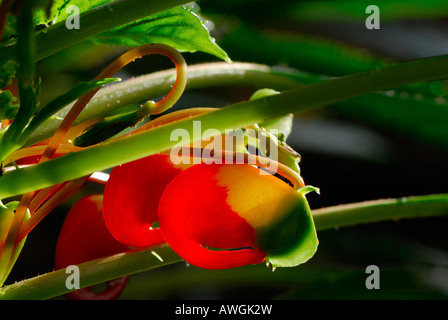 Impatiens Niamniamensis "Kongo Kakadu" Stockfoto