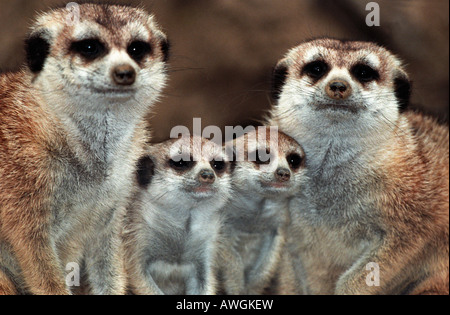 Souricate ERDMÄNNCHEN SURICATA SURICATTA WARMING UP Afrika Afrika afrikanische Tier Aalen Aalen sonnt sich kaltblütige Carnivora carni Stockfoto