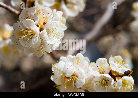Nahaufnahme der Pfirsich blüht im Frühjahr. Stockfoto