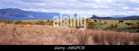 Duart Castle und Highland Cattle grasen im Feld in der Nähe auf Insel von Mull Hebriden Scotland UK Stockfoto