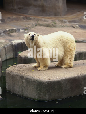 Ursus Maritimus (Eisbär). Familie Ursidae. Erwachsene von der Seite betrachtet. Stockfoto