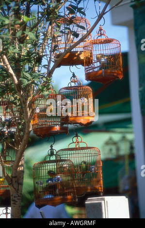 Kowloon - Yau Ma Tei, Mong Kok und Prinz Edward, Singvögel in Käfigen hängen von einem Baum in der Bird Garden, Flower Market Road Stockfoto