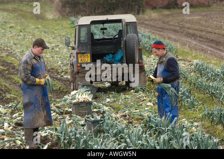 Arbeiter Kommissionierung Lauch im Feld spät Saison verschiedene Sevilla Dalston Cumbria Stockfoto