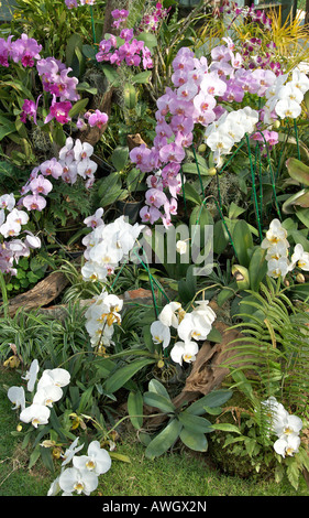 Preis Orchideen Royal Pavillon Flora Ausstellung Ratchaphruek Park Chiang Mai Thailand Stockfoto