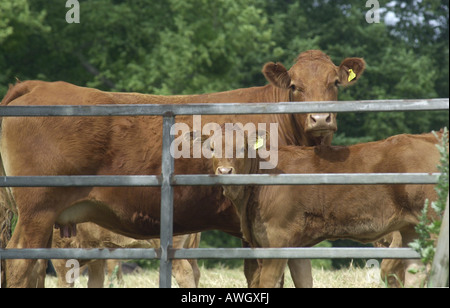 Kuh mit Kalb s in einem Feld nahe Ampthill Bedfordshire UK Stockfoto