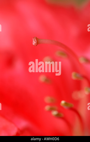 Rhododendron Rot Blumen aus verschiedenen Blickwinkeln mit Stamen schließen USV Stockfoto