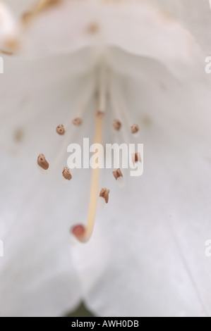 Rhododendron-weiße Blume mit stamen Stockfoto