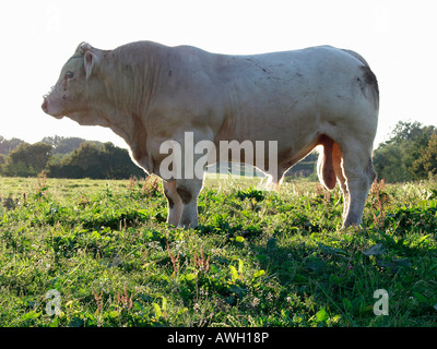 Taureau Charolais au Pré Bos Taurus Domesticus Aestival Jahreszeiten Landwirtschaft Landwirtschaften allein Tierzucht Tiere Züchtungen Stockfoto