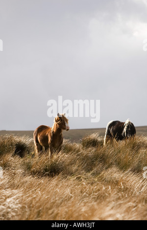 Sonnenlicht auf Yorkshire moor Pferde gegen dunkle stürmische bewölktem Himmel Stockfoto