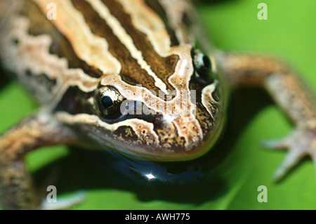 Gestreifte Marsh Frosch Limnodynastes Peronii dsc 8284 Stockfoto