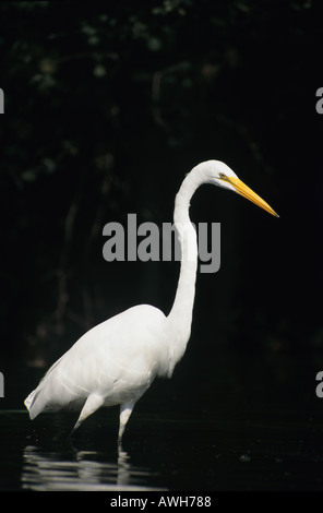 Silberreiher oder Casmerodius Albus Stockfoto