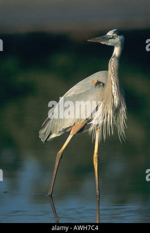 Ein königlicher, statuesker und langbeiniger großer blauer Reiher von Ardea herodias trifft in den Everglades eine dramatische Pose wie Mode- oder Landebahn-Modell. Stockfoto