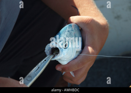 Entfernen den Haken aus ein Dart Trevally Maroochydore Queensland Australien catch &amp; release dsc 9376 Stockfoto