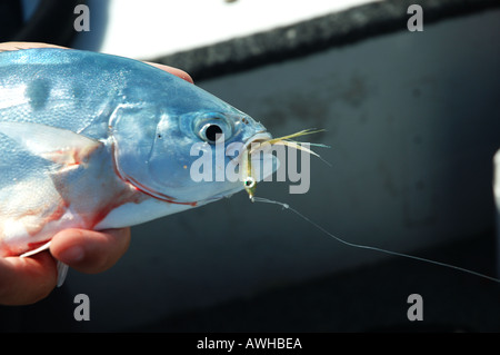 Entfernen den Haken aus ein Dart Trevally Maroochydore Queensland Australien catch &amp; release dsc 9385 Stockfoto