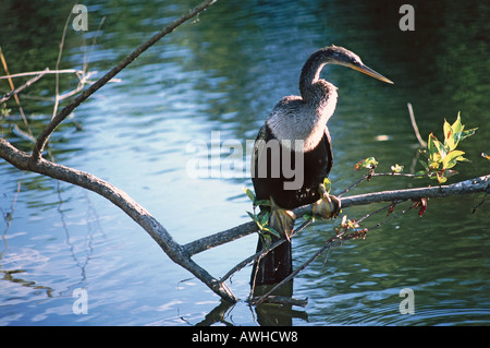 USA, Florida, Miami, Everglades Nationalpark, amerikanische Anhinga (Anhinga Anhinga) thront auf schmalen Ast über dem Wasser Stockfoto