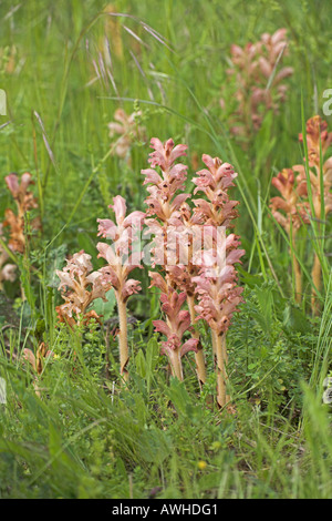 Labkraut Roman Orobanche caryophyllacea Stockfoto