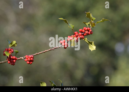 Holly Ilex Aquifolium Beeren New Forest Nationalpark Hampshire England Stockfoto