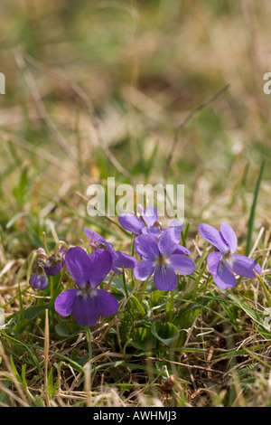 Behaarte violett Viola Hirta Martin nach unten National Nature Reserve Dorset-England Stockfoto