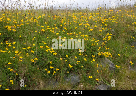 Weit verbreiteter Vogelarten foot Trefoil Lotus Corniculatus Isle of Mull, Schottland Stockfoto