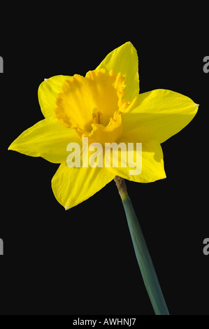 Narzisse auf schwarz. Stockfoto