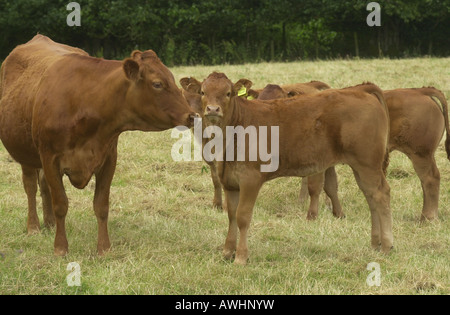 Kuh leckt es s Kalb in einem Feld nahe Ampthill Bedfordshire UK Stockfoto