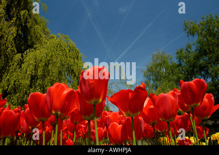 Tulpen gegen den Himmel. Kondensstreifen von Flugzeugen am Himmel vorbei Stockfoto