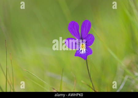 Berg Stiefmütterchen Viola Lutea Findhorn Tal Highland Region Schottland Stockfoto