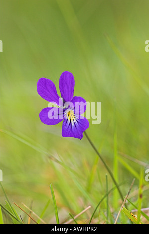 Berg Stiefmütterchen Viola Lutea Findhorn Tal Highland Region Schottland Stockfoto