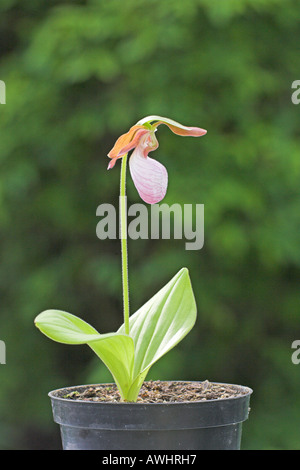 Mokassin-Blume Cypripedium Acuale wächst in Anbau Ringwood Hampshire England Stockfoto