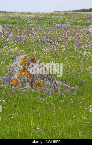 Barbary Nuss Gynandriris Sisyrinchium wächst in Grünland Algarve Portugal Stockfoto