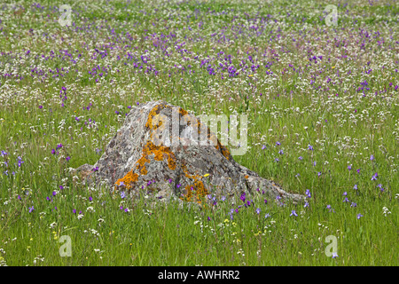 Barbary Nuss Gynandriris Sisyrinchium wächst in Grünland Algarve Portugal Stockfoto