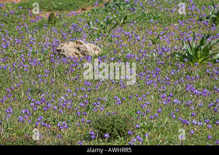 Barbary Nuss Gynandriris Sisyrinchium wächst in Grünland Algarve Portugal Stockfoto