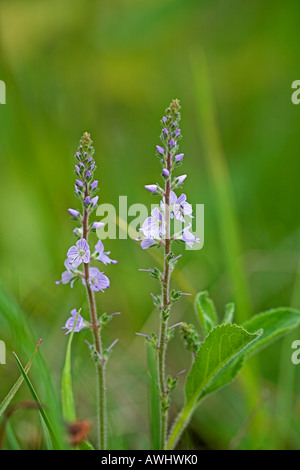 Heide-Ehrenpreis Veronica Officinalis auf grasbewachsenen Straßenrand wachsen in der Nähe von Romorantin Loire Bank et Cher Centre Region Frankreich Stockfoto