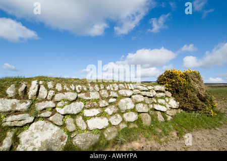 Cornish trocken Steinmauer mit Ginster Stockfoto