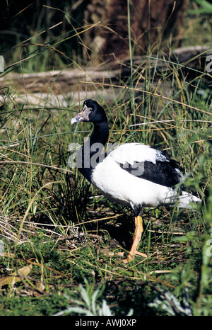 Pied/Elster/Semi-palmated Gans - Anseranas Semipalmata-Familie Anseranatinae Stockfoto