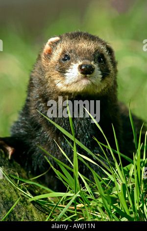 Iltis Mustela Putorius Porträt von wilden Iltis Stockfoto