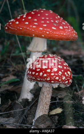 Nahaufnahme von Fly Amanita (Amanita Muscaria) Pilze wachsen in Feld Stockfoto