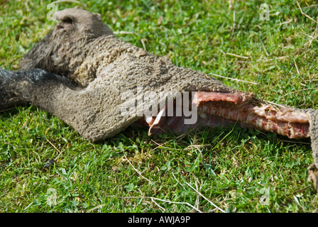 Stock Foto von Lämmern Kadaver in einem Feld das Lamm ist von einem Fuchs gegessen worden Stockfoto