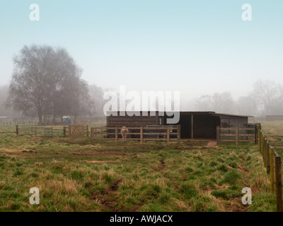 CLOPHILL, BEDFORDSHIRE, Großbritannien. 19. Feb 2008. Misty und düsteren Esel Paddock und stabil Stockfoto